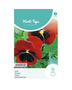 HT Viola, Viool Avondrood