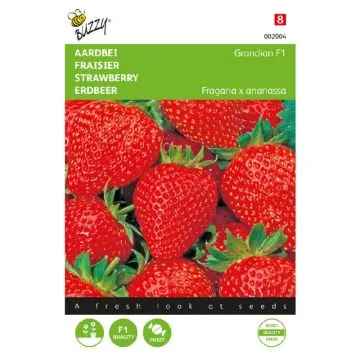 Buzzy® Aardbeien Grandian F1