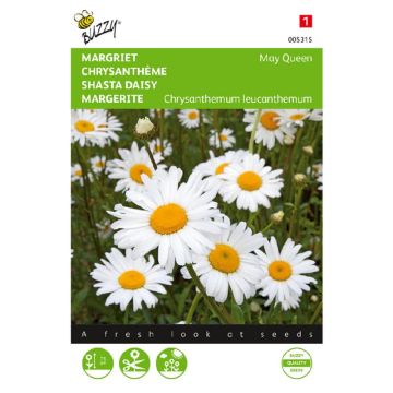 Buzzy® Chrysanthemum, Margriet May Queen