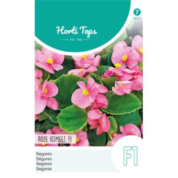 HT Begonia F1 Roze Komeet