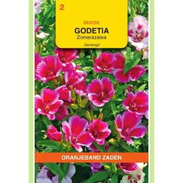 OBZ Godetia, zomerazalea gemengd