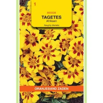 OBZ Tagetes, Afrikaan Naughty Marietta