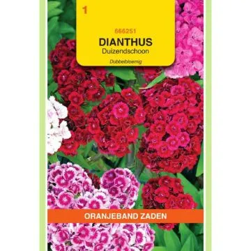 OBZ Dianthus, Duizendschoon dubbelbloemig gemengd
